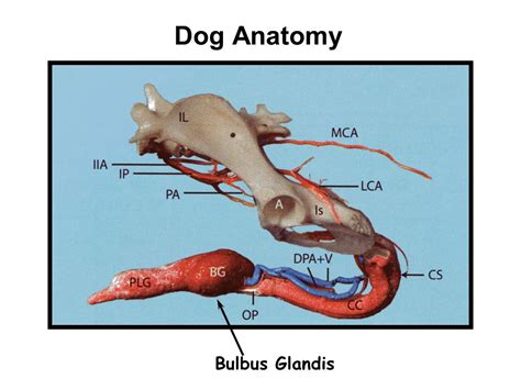 male dog knot|Pictures of Dog Bulbus Glandis: What it Looks Like on Dogs